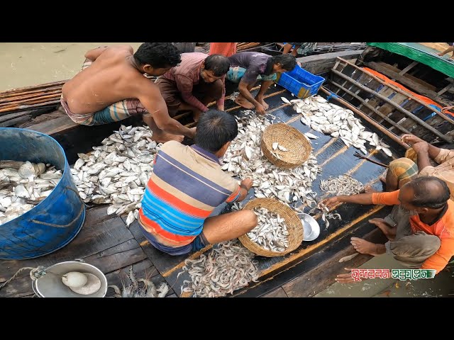 জেলেদের পদচারণায় সরব সুন্দরবন