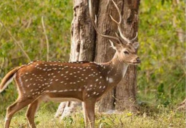 পশ্চিম সুন্দরবনের সাতক্ষীরা রেঞ্জ থেকে জবাইকৃত অবস্থায় হরিণ উদ্ধার