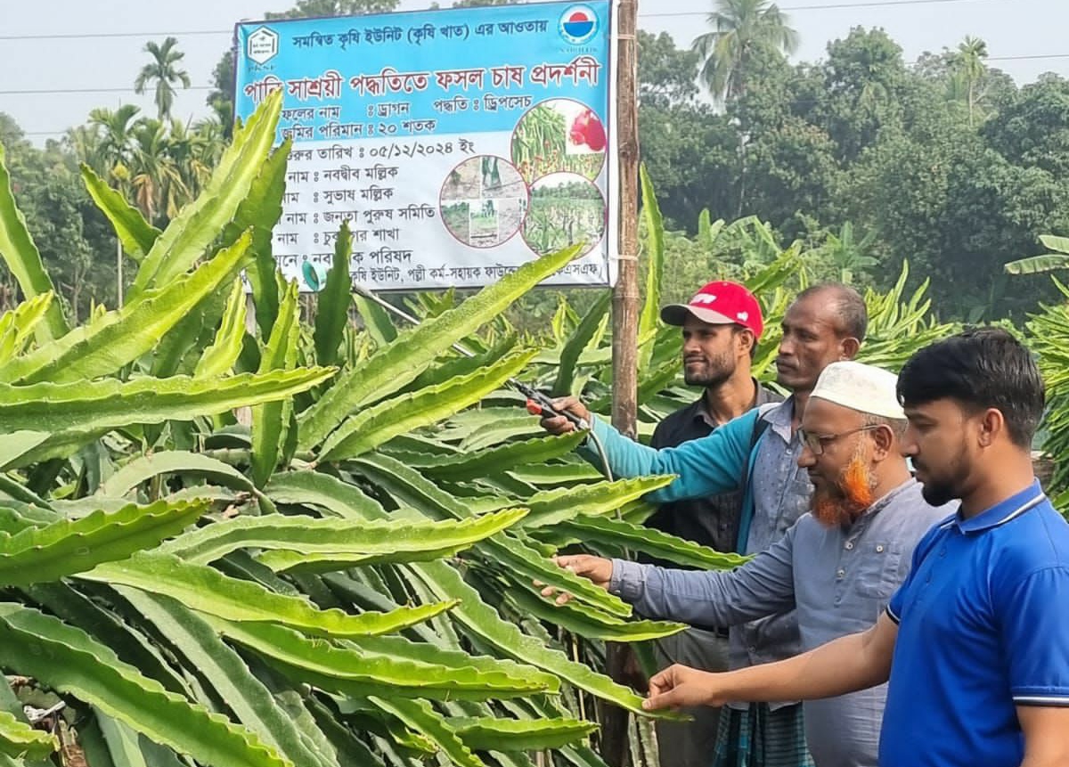 ডুমুরিয়ায় ড্রাগন ফল বাগানে ড্রিপসেচ পদ্ধতিতে চাষ করে সফলতা